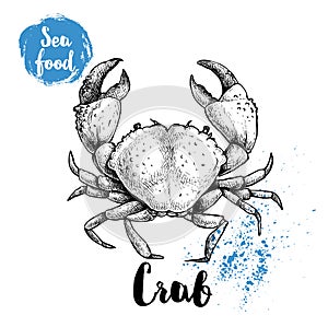 Hand drawn sketch crab with big claws. Seafood vector illustration