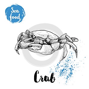 Hand drawn sketch crab. Seafood and wildlife sean and ocean animals vector illustration.