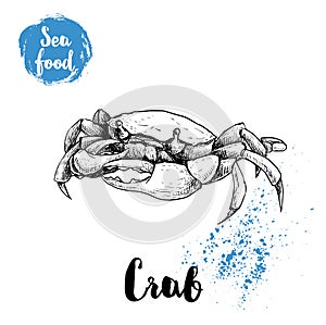 Hand drawn sketch crab. Seafood and wildlife sean and ocean animals vector illustration. photo