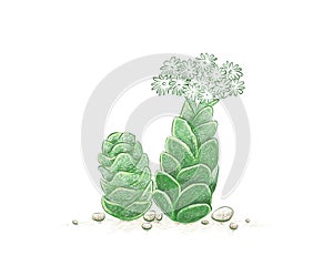 Hand Drawn Sketch of Crassula Barklyi Succulents Plant