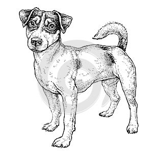 Hand drawn sketch of cute funny Jack Russell Terrier. Vector Illustration photo