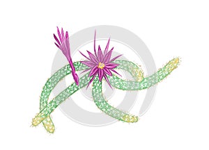 Hand Drawn Sketch of Disocactus Flagelliformis Cactus