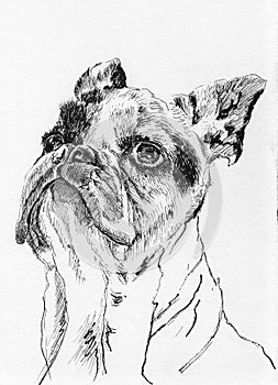 Hand drawn sketch dog head