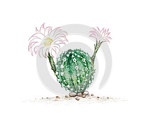 Hand Drawn Sketch of Echinopsis Cactus Plant