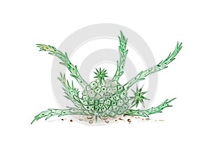 Hand Drawn Sketch of Euphorbia Flanaganii Cactus