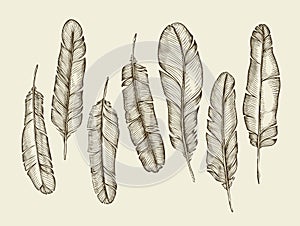 Hand drawn sketch feathers, plumage, fluff. vintage writing feather. Vector illustration