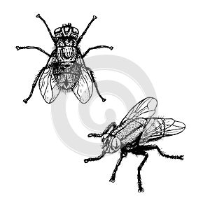 Hand drawn sketch of fly. Vector illustration.