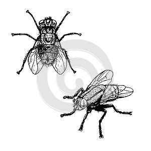Hand drawn sketch of fly. Vector illustration. photo