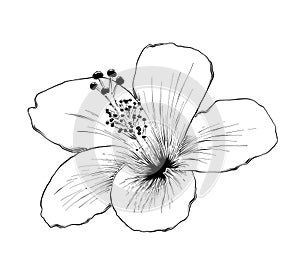 Hand drawn sketch of hawaiian hibiscus flower in black isolated on white background. Detailed vintage etching style drawing.