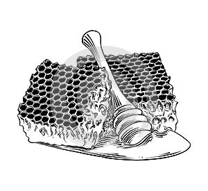 Hand drawn sketch of honeycomb with wooden dipper in black isolated on white background. Detailed vintage etching style drawing.