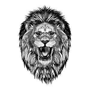 Hand drawn sketch of lion head in black isolated on white background.