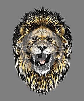 Hand drawn sketch of lion head in color isolated on gray background. Detailed vintage style drawing. Vector illustration photo