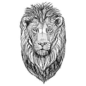 Hand drawn sketch of lion head. Vector illustration.