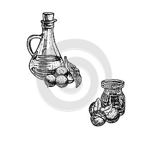 Hand drawn sketch of macadamia oil. Extract of plant. Vector illustration