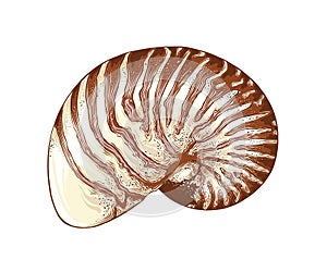 Hand drawn sketch of nautilus shell in color, isolated on white background. Detailed vintage style drawing. Vector