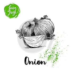 Hand drawn sketch onions with parsley leafs. Whole and onion segment. Farm fresh vegetables poster.