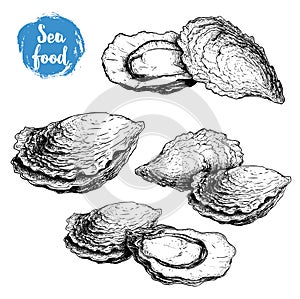 Hand drawn sketch oyster compositions set. Hand drawn illustration of fresh seafood. Isolated on white background collection.