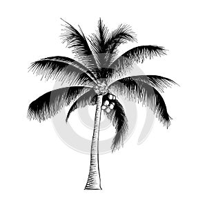 Hand drawn sketch of palm tree in black isolated on white background. Detailed vintage etching style drawing.