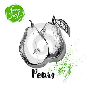 Hand drawn sketch pears composition. Group of whole and half fruits. Vitamin and healthy food vector