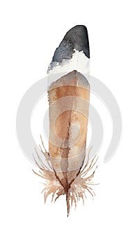 Hand-drawn sketch of pennaceous feather. Watercolor Illustration