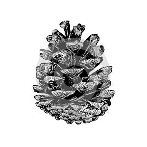 Hand drawn sketch of pinecone in black on white background.