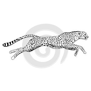 Hand drawn sketch of running cheetah. Vector illustration.