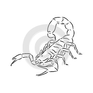 Hand drawn sketch of scorpion. Retro realistic animal isolated. Vintage tattoo. Doodle line graphic design. Scorpion, vector