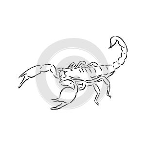 Hand drawn sketch of scorpion. Retro realistic animal isolated. Vintage tattoo. Doodle line graphic design. Scorpion, vector