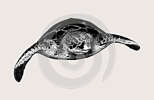 Hand-drawn sketch sea turtle isolated on beige background. Vintage style. Vector illustration for posters and print