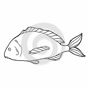 Hand drawn sketch seafood vector black and white vintage illustration of salmon fish. Isolated object on white background. Menu