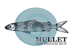 Hand drawn sketch seafood vector vintage illustration of mullet fish. Can be use for menu or packaging design. Engraved
