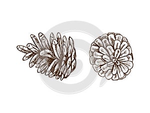 Hand-drawn sketch set of pine cones isolated on white, close up of decoration for christmas. Vector vintage drawing. Traditional