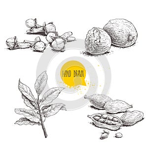 Hand drawn sketch spices set. Bay leaves branch, nutmegs, cardamoms and cloves. Herbs, condiments and spices vector illustration