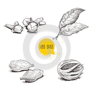 Hand drawn sketch spices set. Bay leaves, nutmeg fruit, cardamoms and cloves. Herbs, condiments and spices vector illustration