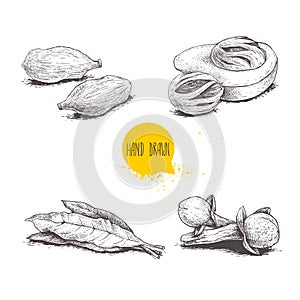 Hand drawn sketch spices set. Bay leaves, nutmegs, cardamoms and cloves. Herbs, condiments and spices vector illustration
