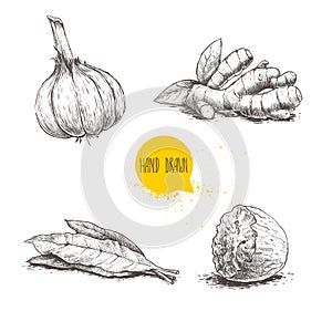 Hand drawn sketch spices set. Garlic, ginger root, bay leaves bunch and nutmeg. Herbs, condiments and spices vector illustration