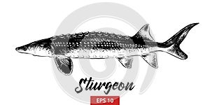 Hand drawn sketch of sturgeon fish in black isolated on white background. Detailed vintage etching style drawing.