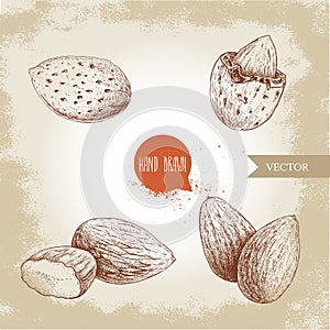 Hand drawn sketch style almond set. Single, group seeds and almond in nutshell. Organic food vector illustrations