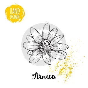 Hand drawn sketch style arnica flower. Herbal medicine vector illustration