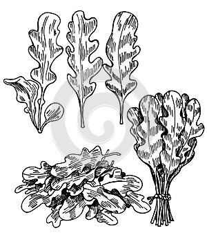 Hand drawn sketch style arugula leaves set. Single leaf and bunches. Detailed vegetarian food drawing. Fresh salad eco