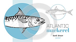 Hand drawn sketch style Atlantic Mackerel Design template. Fish restaurant menu element.