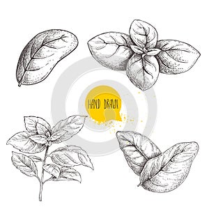 Hand drawn sketch style basil leaves set. Collection of culinary and cooking spicy ingredients. Herbal engraved style illustration