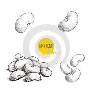 Hand drawn sketch style beans set. Fresh farm market product. Collection of vegetarian food. Vector illustrations