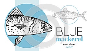 Hand drawn sketch style Blue Mackerel design template. Fish restaurant menu element.