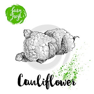 Hand drawn sketch style cauliflowers. Farm fresh food illustration