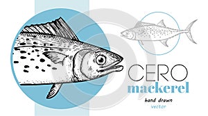 Hand drawn sketch style Cero Mackerel design template. Fish restaurant menu element.