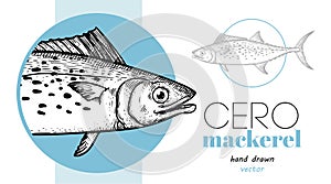 Hand drawn sketch style Cero Mackerel design template. Fish restaurant menu element. photo