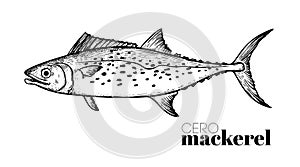 Hand drawn sketch style Cero Mackerel. Fish restaurant menu element. Best for seafood market designs.