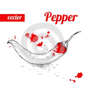 Hand drawn sketch style chili pepper. Vintage eco food vector illustration. Ripe peppers.