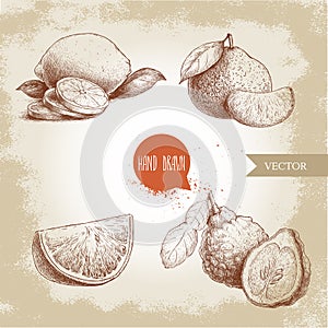 Hand drawn sketch style citrus fruits set. Lemon half, lime, tangerine, mandarine composition, oranges and bergamots.